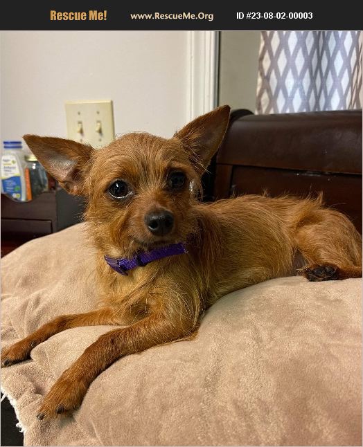 ADOPT 23080200003 Yorkie Rescue Benton, PA