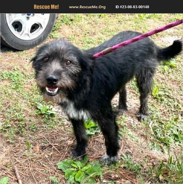 ADOPT 23080300148 Irish Wolfhound Rescue Jackson, TN