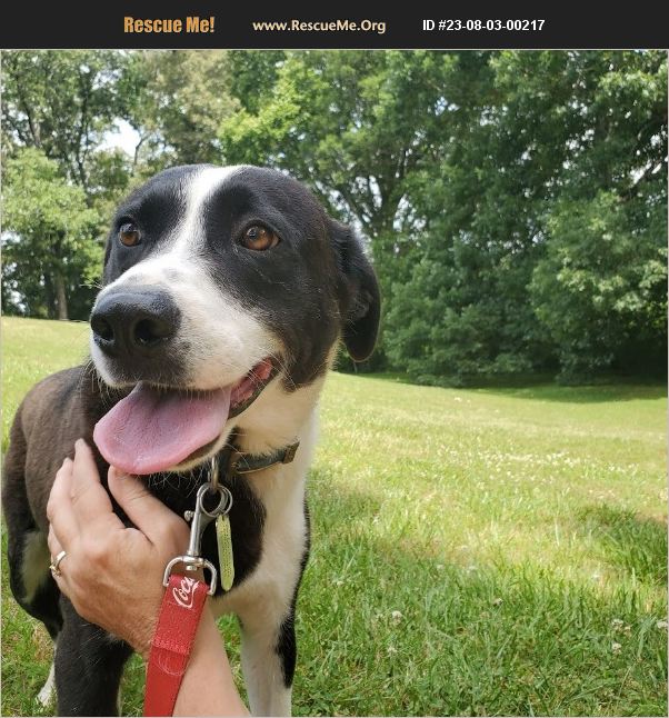 ADOPT 23080300217 Border Collie Rescue Jackson, TN
