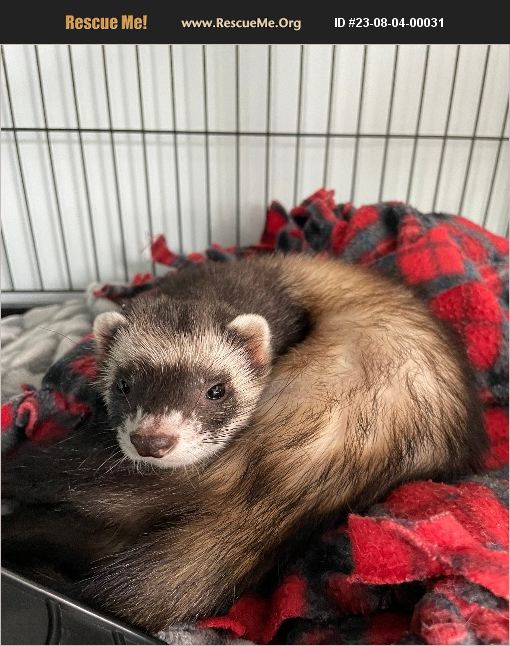 ADOPT 23080400031 Small Mammal Rescue Lancaster, PA