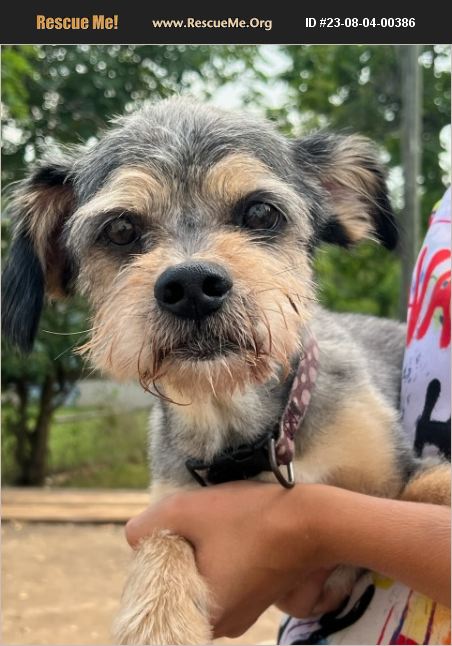 ADOPT 23080400386 ~ Tibetan Terrier Rescue ~ Loganville,Monroe,Hampton