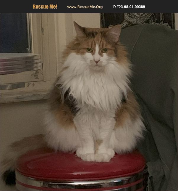 ADOPT 23080400389 Norwegian Forest Cat Rescue SHELBY TOWNSHIP, MI