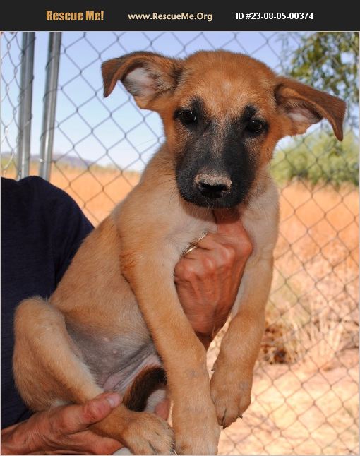 ADOPT 23080500374 German Shepherd Rescue Casa Grande AZ