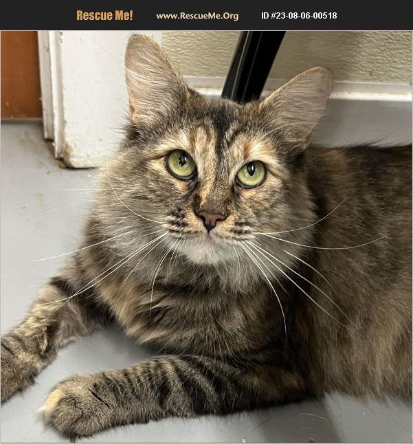 ADOPT 23080600518 Norwegian Forest Cat Rescue Contra Costa County, CA