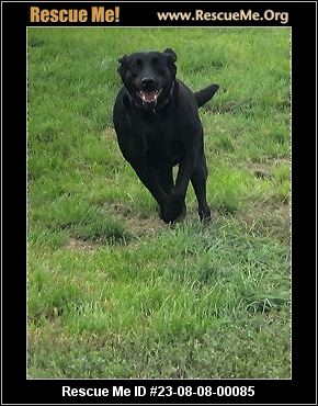 Mi lab rescue best sale