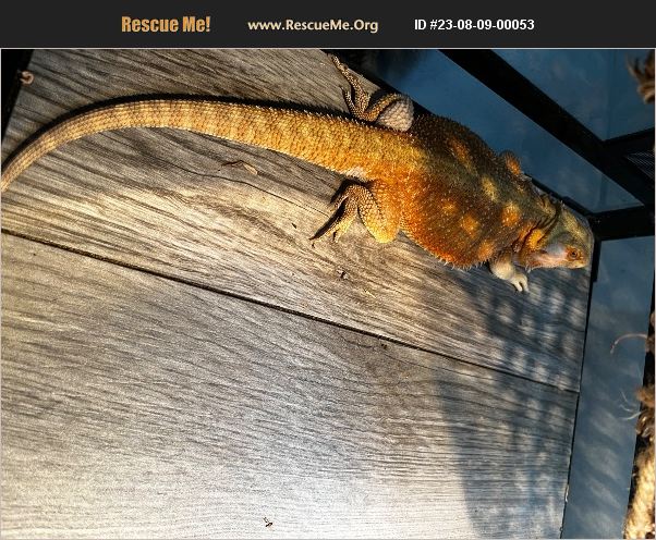 ADOPT 23080900053 ~ Reptile/Amphibian Rescue ~ Franklin, TN