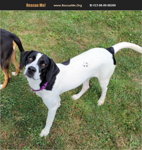 ADOPT 23080900268 ~ Pointer Rescue ~ Lisbon, OH