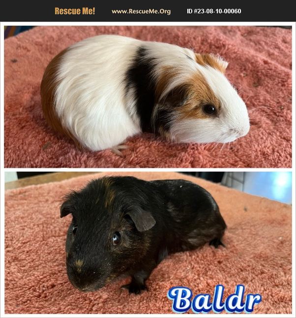 ADOPT 23081000060 Small Mammal Rescue Phoenix, AZ