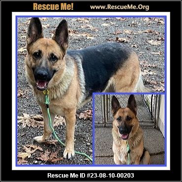 - Washington German Shepherd Rescue - ADOPTIONS - Rescue Me!