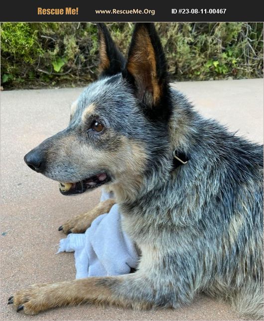 ADOPT 23081100467 Australian Cattle Dog Rescue Paso Robles, CA