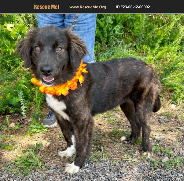 ADOPT 23081200002 Australian Shepherd Rescue Bethel, CT