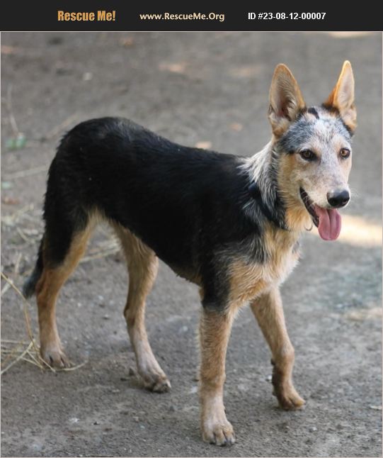 ADOPT 23081200007 Australian Cattle Dog Rescue Paso Robles, CA