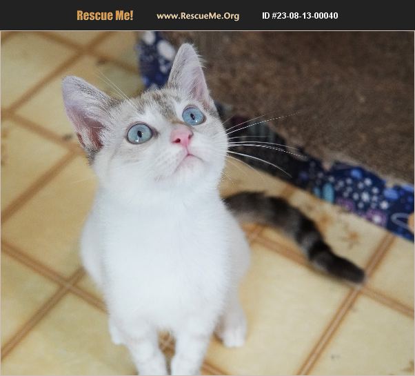 ADOPT 23081300040 Snowshoe Rescue Palm Beach Gardens, FL