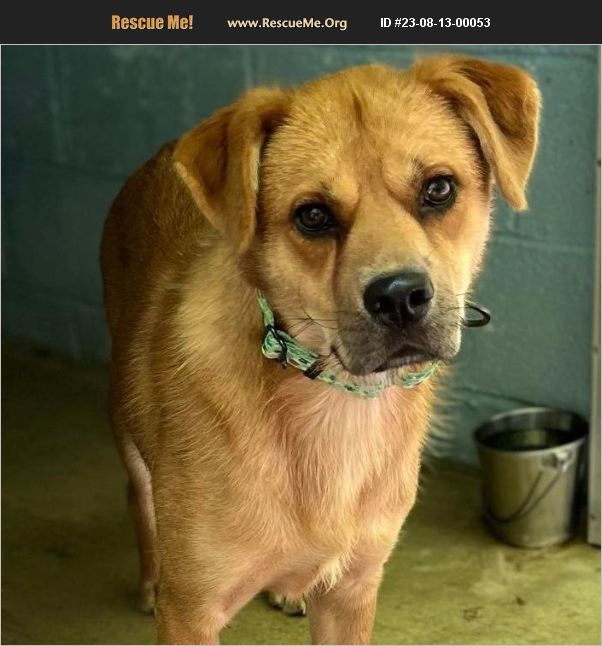 ADOPT 23081300053 Chow Chow Rescue Sunderland MD