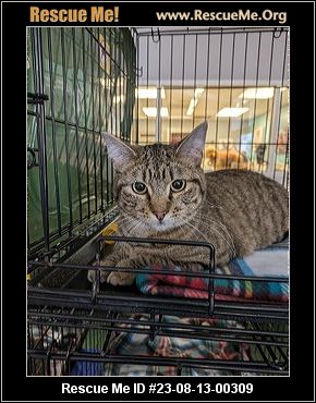 Cat Adoption Harford County Maryland