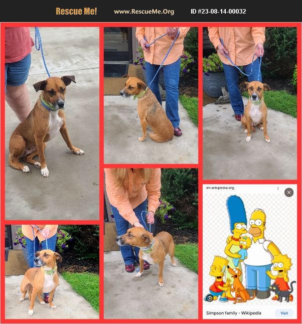 ADOPT 23081400032 Whippet Rescue Jackson, TN