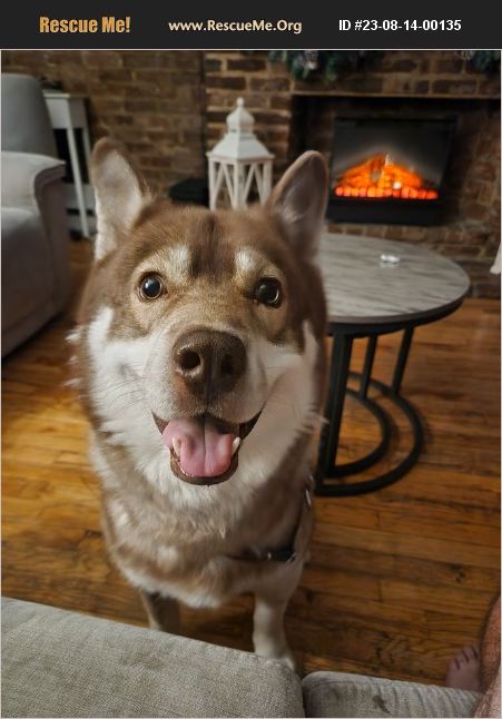 Adopt Siberian Husky Rescue New York Ny