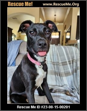 Dog for adoption - Boston, a Pit Bull Terrier Mix in Hagerstown, MD