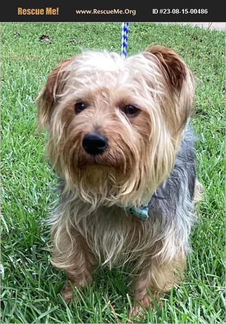 ADOPT 23081500486 ~ Yorkie Rescue ~ Jesup, GA