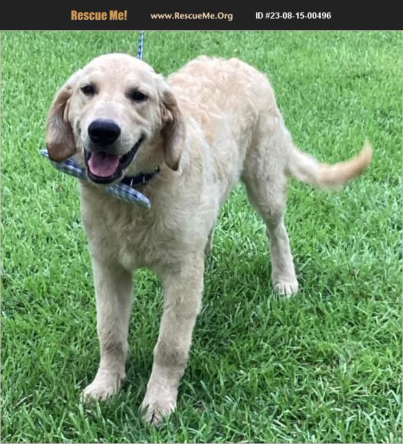 ADOPT 23081500496 Golden Retriever Rescue Jesup, GA