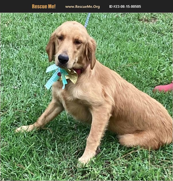 ADOPT 23081500505 Golden Retriever Rescue Jesup, GA