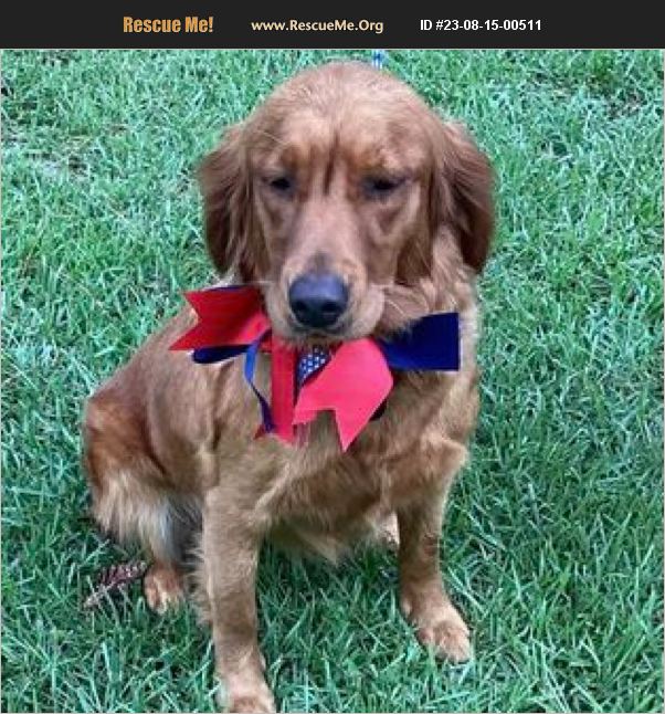ADOPT 23081500511 Golden Retriever Rescue Jesup, GA