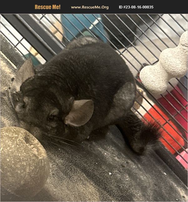 ADOPT 23081600035 Small Mammal Rescue Bakersfield, CA