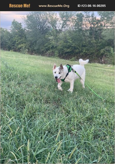 ADOPT 23081600205 ~ Akita Rescue ~ Wichita, KS