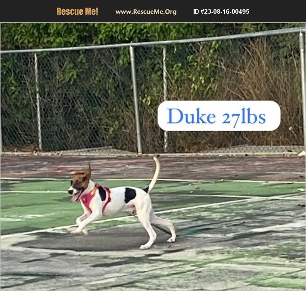 ADOPT 23081600495 Beagle Rescue Virginia Beach, VA