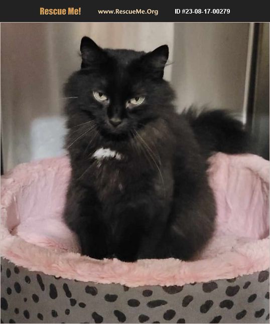 ADOPT 23081700279 Domestic Cat Rescue Lakeland, FL