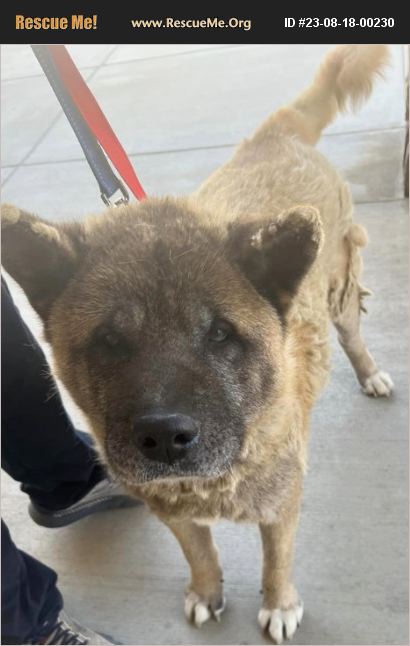 ADOPT 23081800230 ~ Akita Rescue ~ California