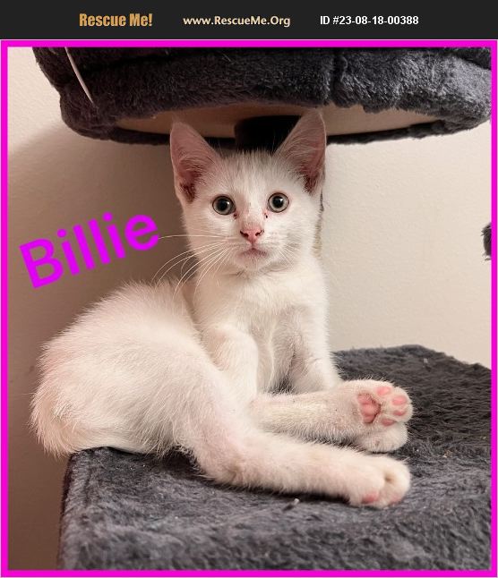 ADOPT 23081800388 Domestic Cat Rescue Titusville, FL