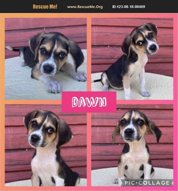 ADOPT 23081800469 Beagle Rescue Ringwood, NJ