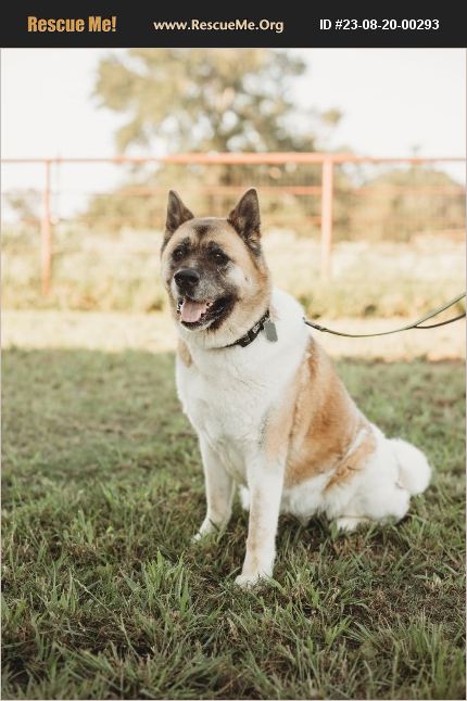 Central Texas Akita And German Shepherd Rescue German Shepherd Rescue Central Texas