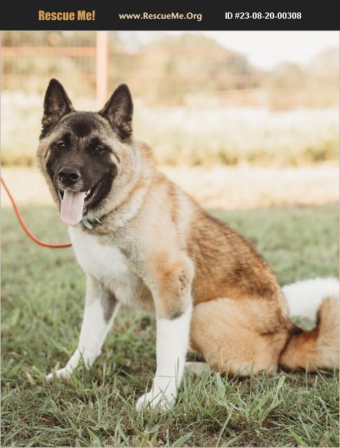 ADOPT 23082000308 ~ Akita Rescue ~ Texas