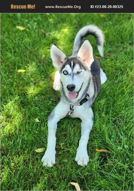 Adopt Siberian Husky Rescue Tomah Wi