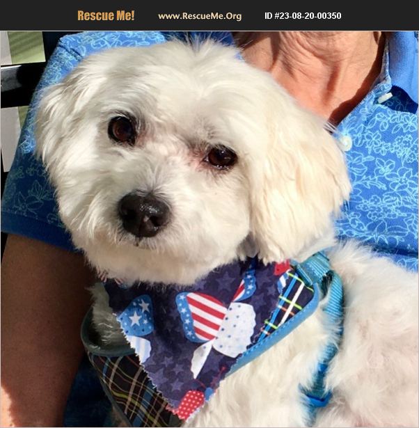 ADOPT 23082000350 Bichon Frise Rescue Eugene OR