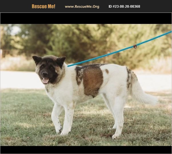 ADOPT 23082000368 ~ Akita Rescue ~ Texas