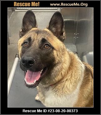 - Texas Akita Rescue - ADOPTIONS - Rescue Me!