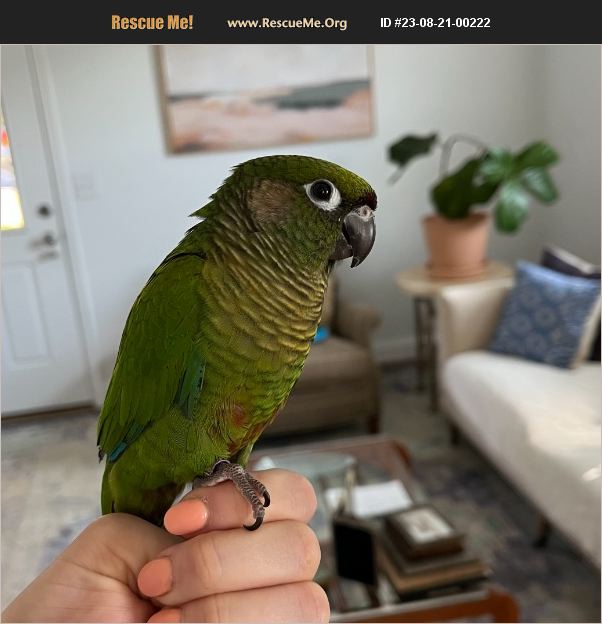 ADOPT 23082100222 Pet Bird Rescue Charlottesville, VA