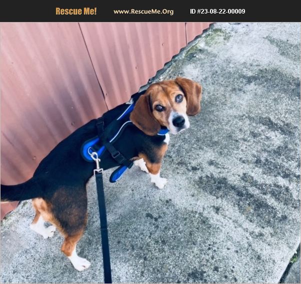 ADOPT 23082200009 Beagle Rescue Oakland, CA