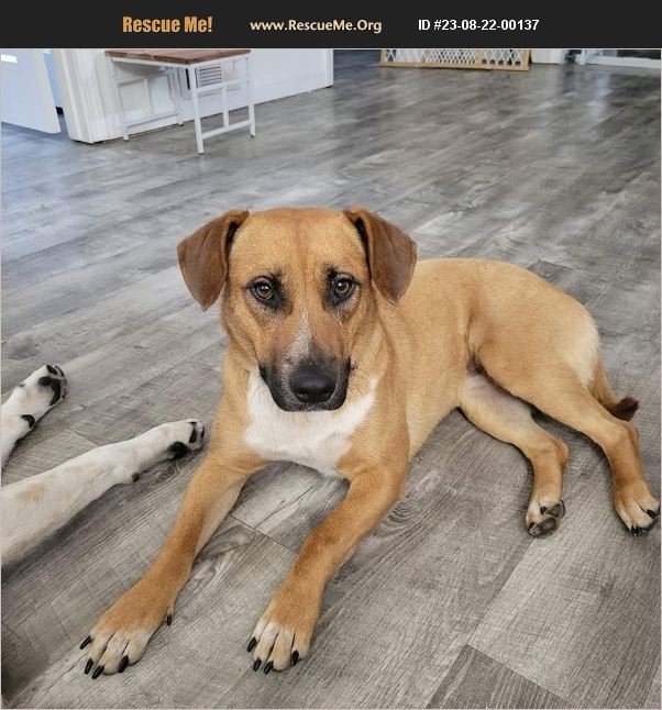 ADOPT 23082200137 Basset Hound Rescue new london, WI