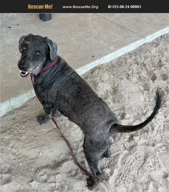 ADOPT 23082400003 Portuguese Water Dog Rescue Fort Myers Beach, FL