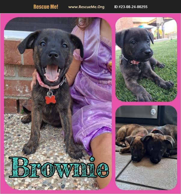 ADOPT 23082400255 Dachshund Rescue Ft Worth , TX