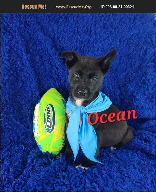 ADOPT 23082400321 Lab Rescue Newark, DE