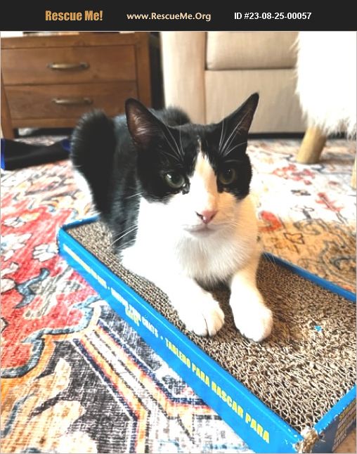 ADOPT 23082500057 Domestic Cat Rescue Palm Beach Gardens, FL