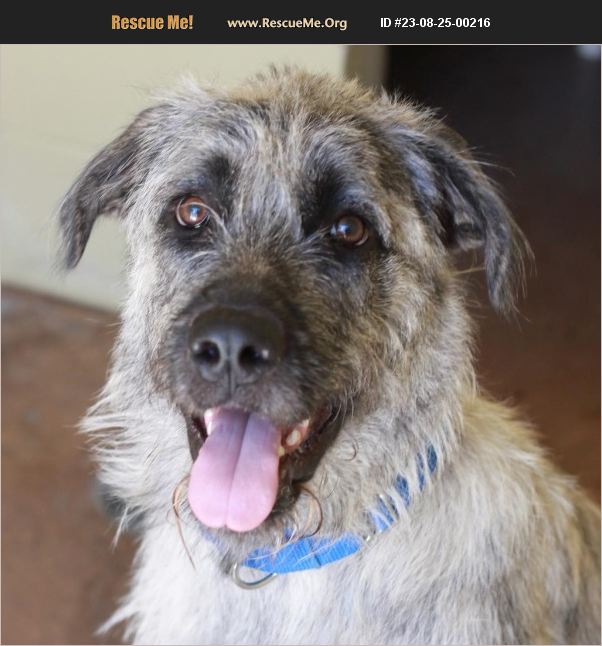 ADOPT 23082500216 Irish Wolfhound Rescue Dripping Springs, TX