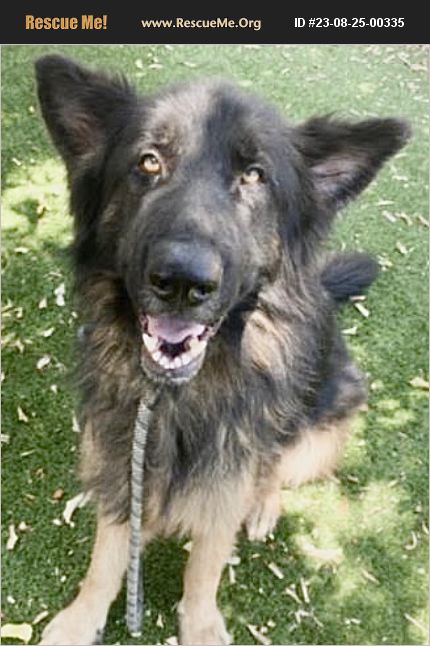 Adopt German Shepherd Rescue Van Nuys Ca