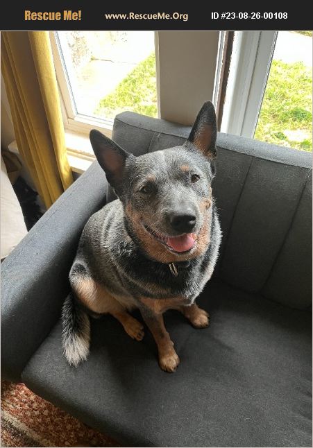 ADOPT 23082600108 ~ Australian Cattle Dog Rescue ~ St Louis, MO