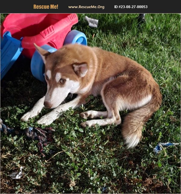 ADOPT 23082700053 Siberian Husky Rescue ALAMO, TX